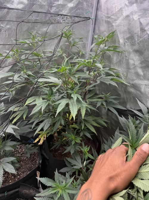 Butter wavez clones. Week 6