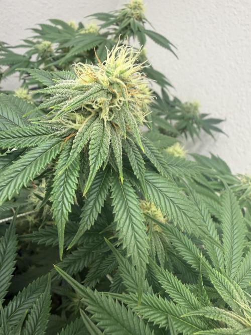 Hella jelly. Week 11