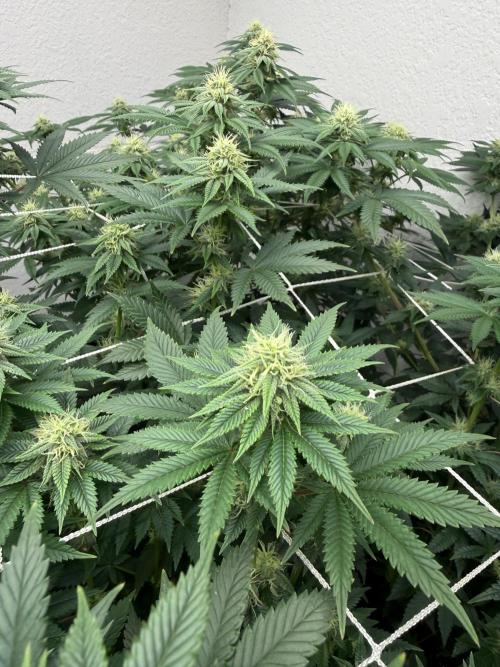Hella jelly. Week 11
