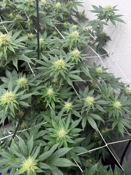 Hella jelly. Week 11