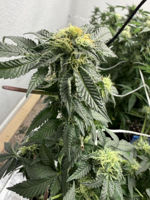 Terp season. Week 13
