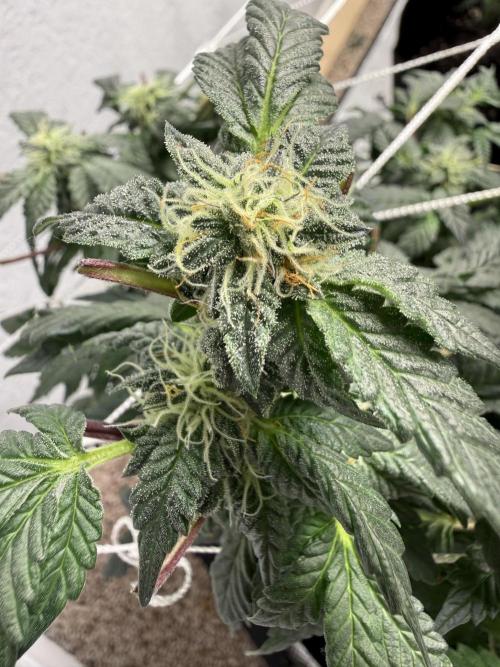 Glamorous Grapes. Week 13