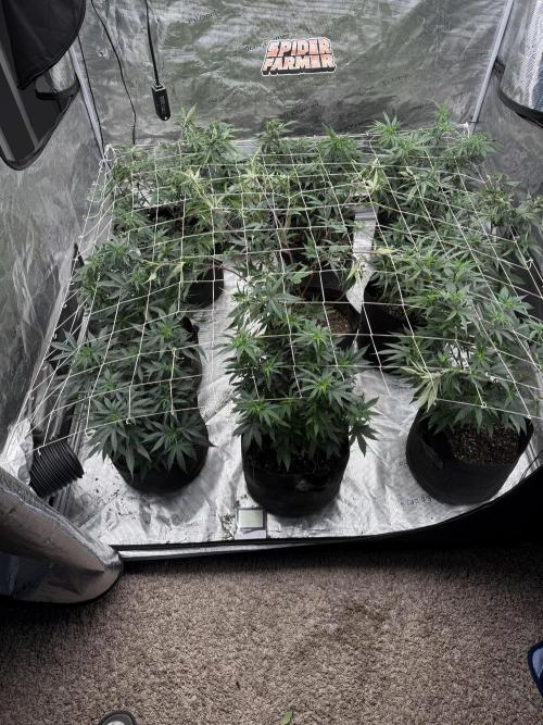 Butter Wavez. Week 7