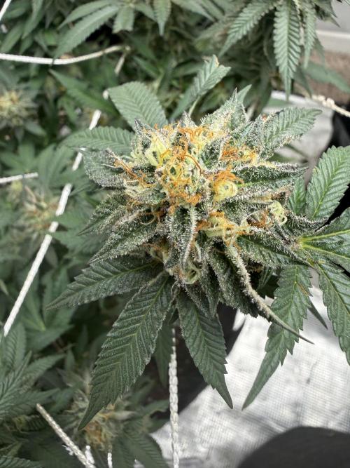 Terp season. Week 14