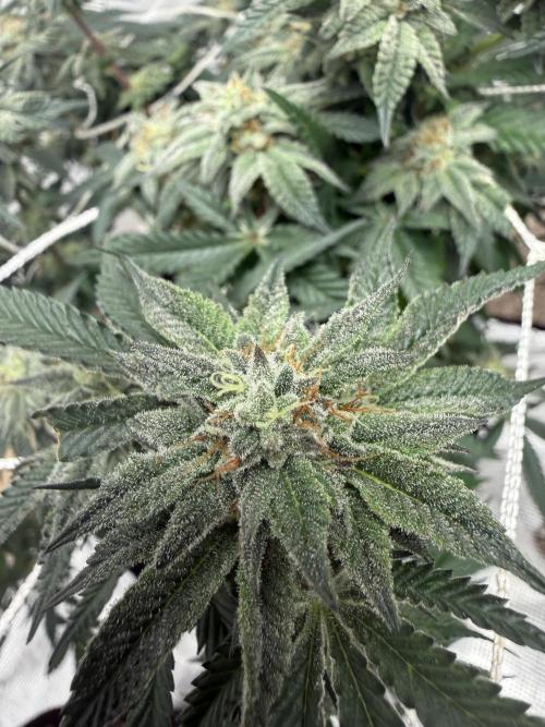 Terp season. Week 14