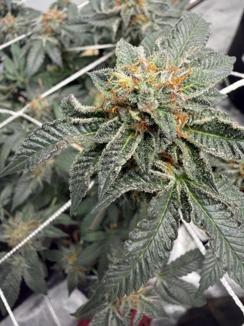 Glamorous Grapes. Week 14