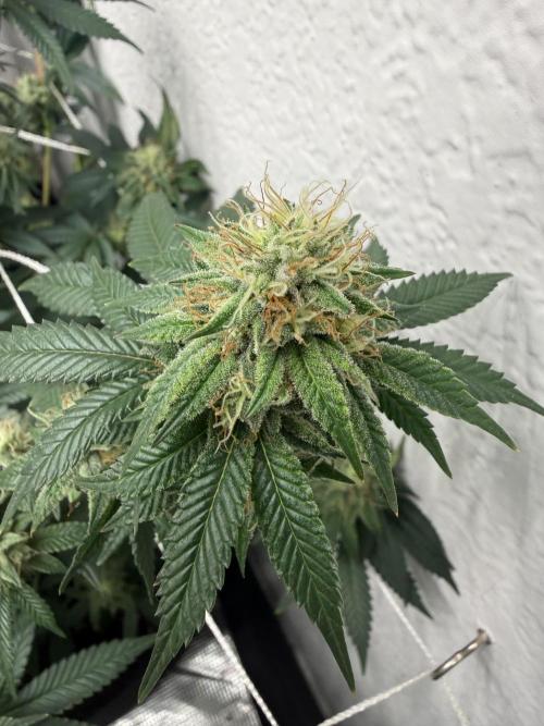 Hella jelly. Week 12