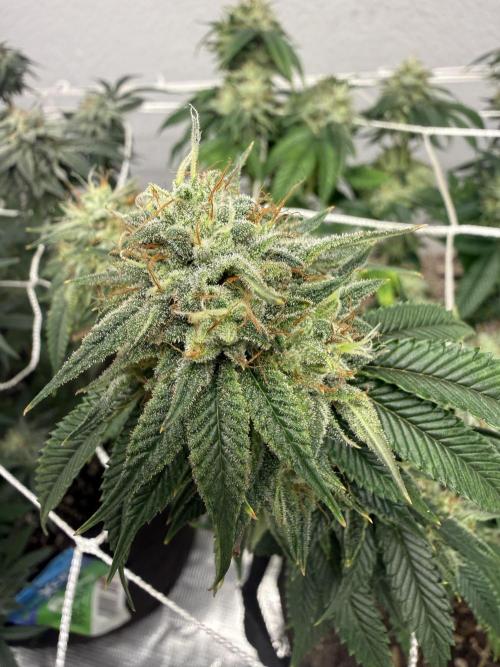 Hella jelly. Week 12