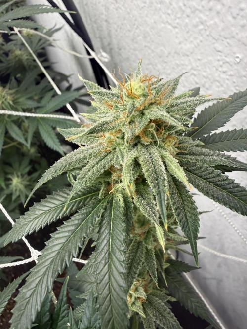 Hella jelly. Week 12