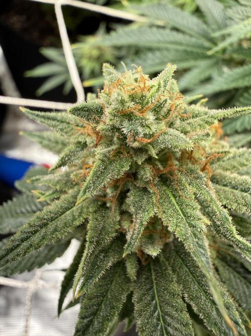 Hella jelly. Week 13