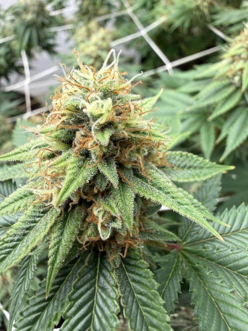 Hella jelly. Week 13
