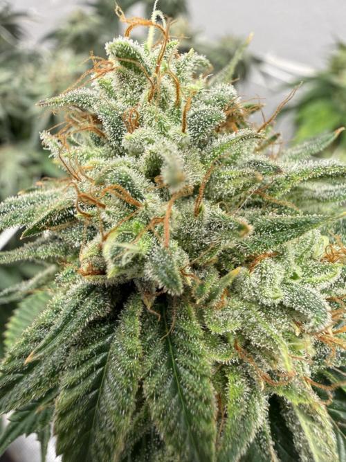 Hella jelly. Week 13