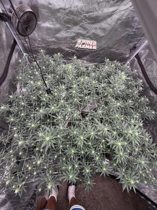 Butter wavez clones. Week 10
