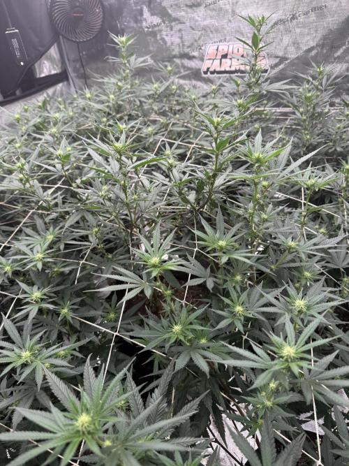 Butter wavez clones. Week 10