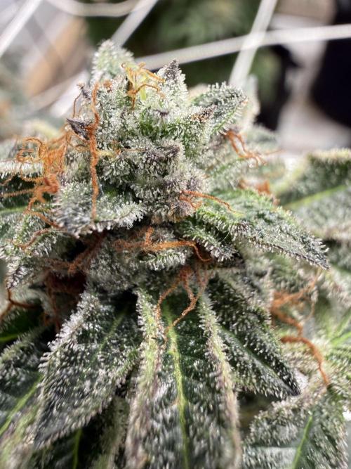 Terp season. Week 15