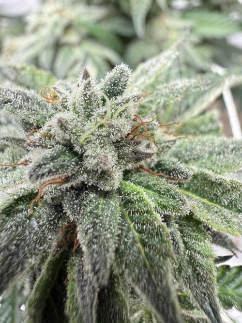 Terp season. Week 15