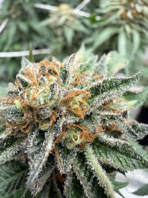 Terp season. Week 15