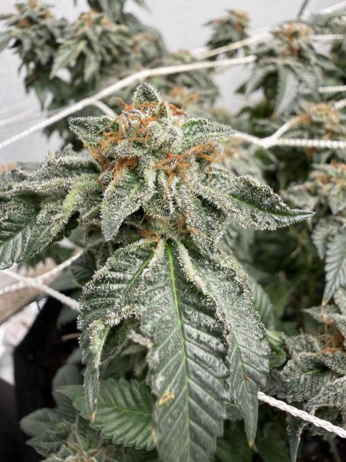 Terp season. Week 15