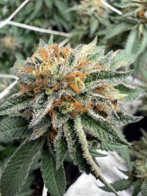 Terp season. Week 15