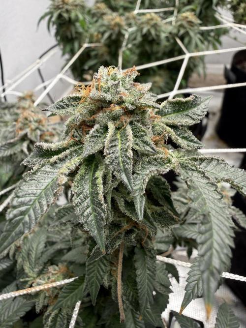 Terp season. Week 15