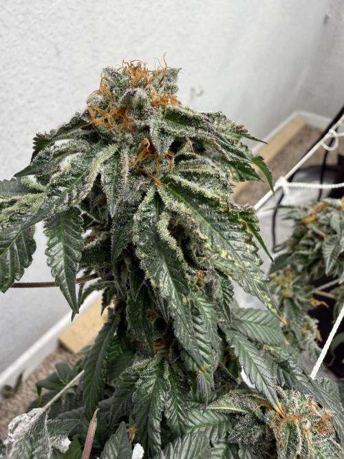 Glamorous Grapes. Week 15