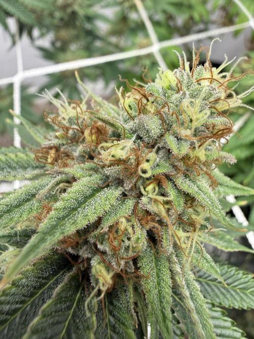 Hella jelly. Week 14