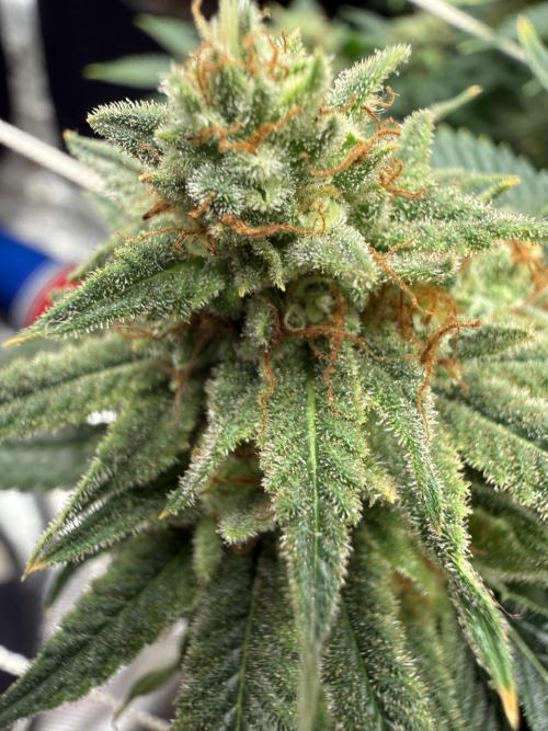 Hella jelly. Week 14
