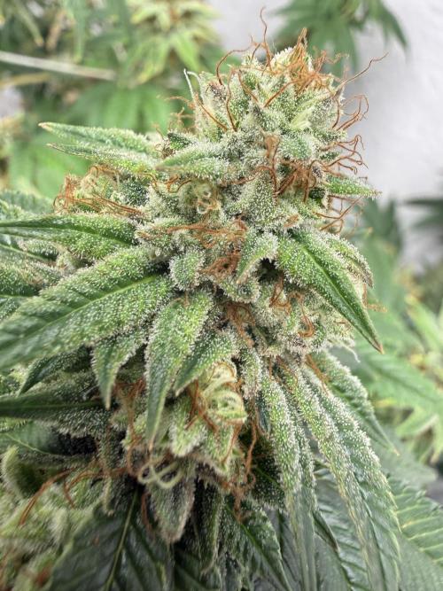 Hella jelly. Week 14
