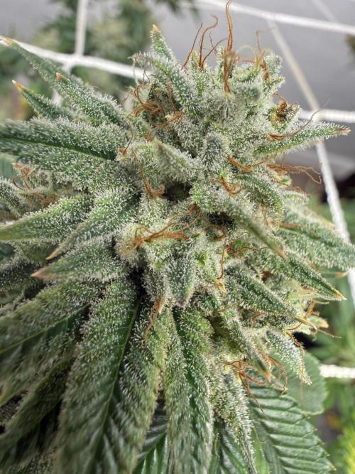 Hella jelly. Week 14