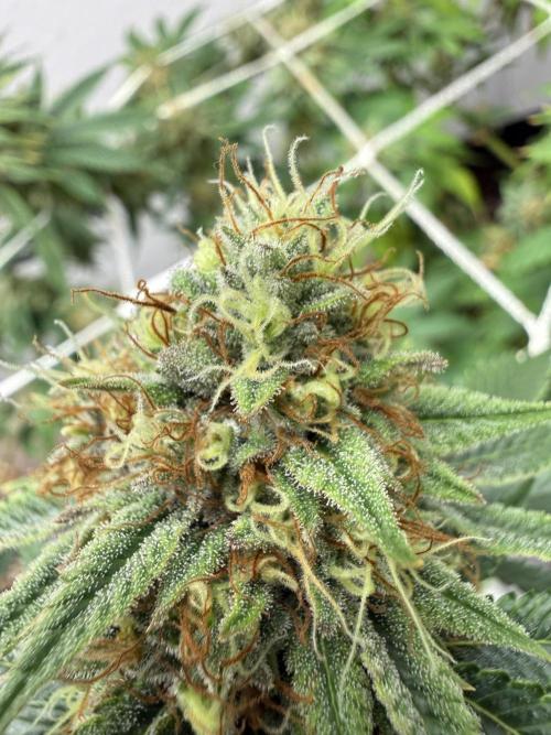 Hella jelly. Week 14