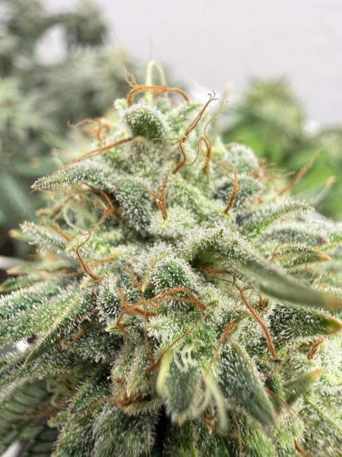 Hella jelly. Week 14