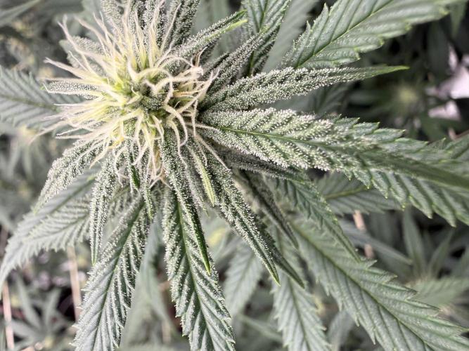 Butter wavez clones. Week 11