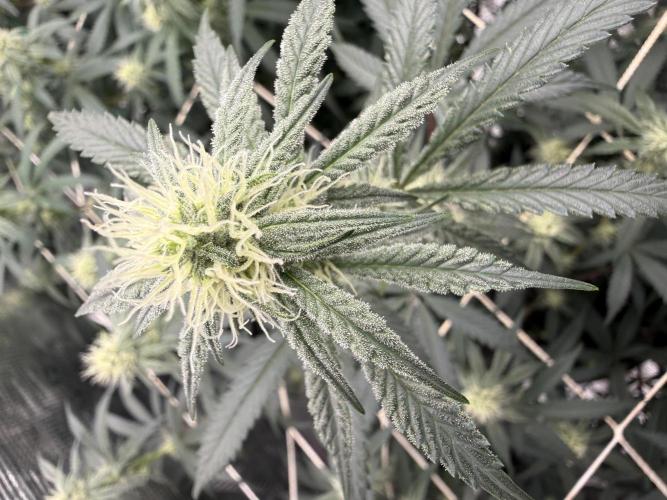 Butter wavez clones. Week 11