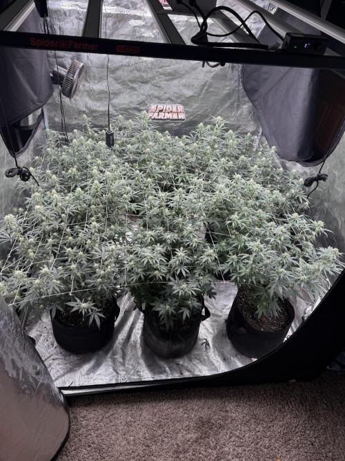 Butter wavez clones. Week 11