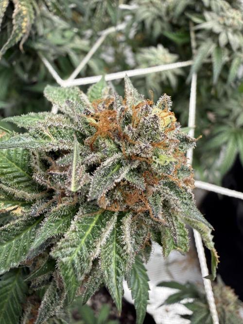 Terp season. Week 16