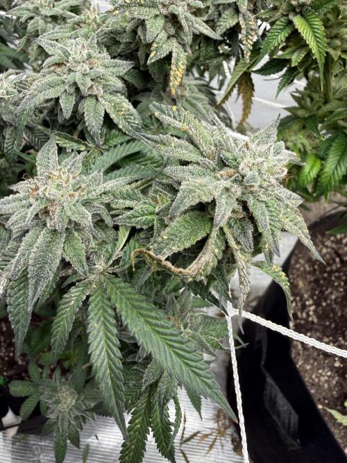 Terp season. Week 16