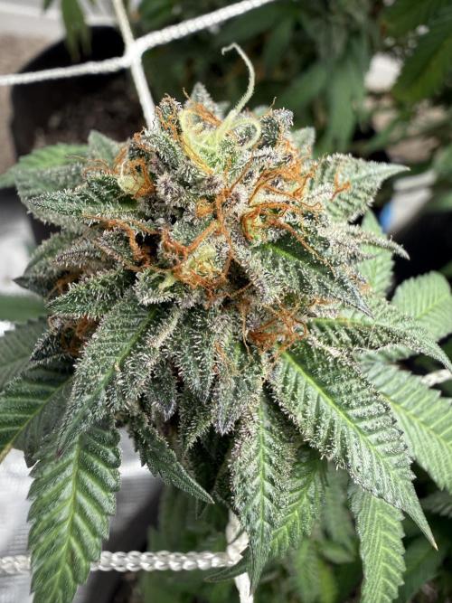Terp season. Week 16