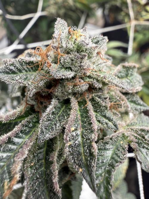 Glamorous Grapes. Week 16