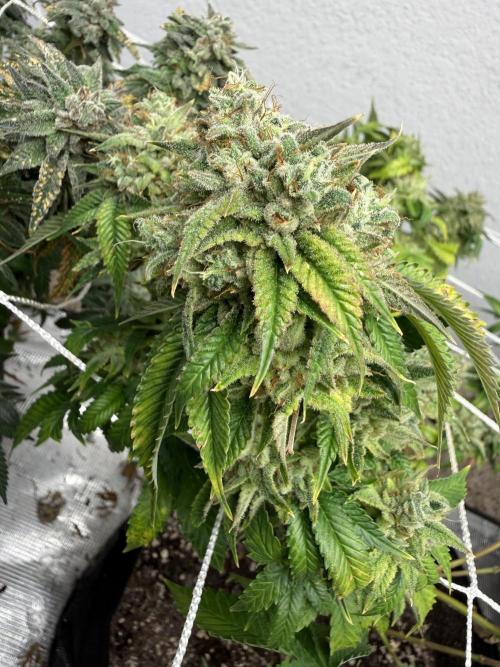 Hella jelly. Week 15