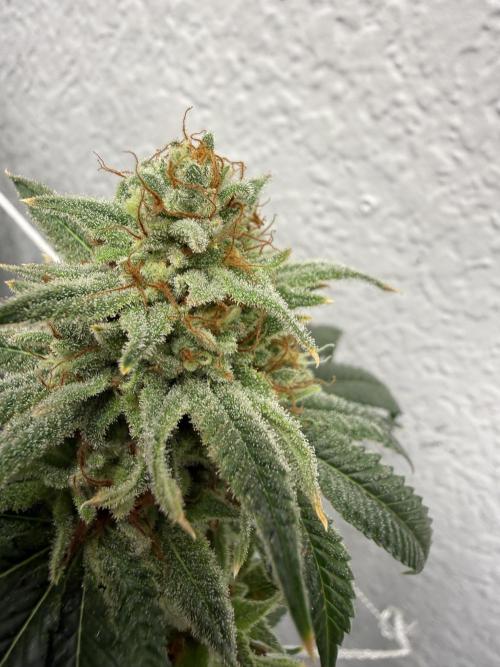 Hella jelly. Week 15