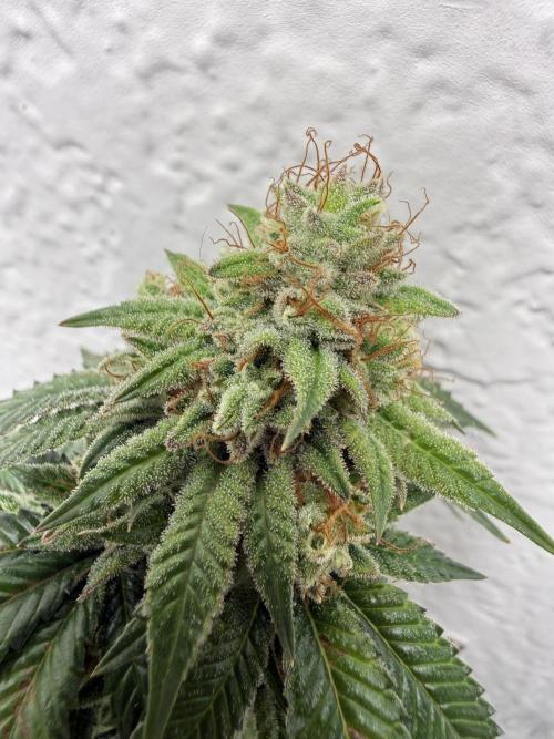 Hella jelly. Week 15