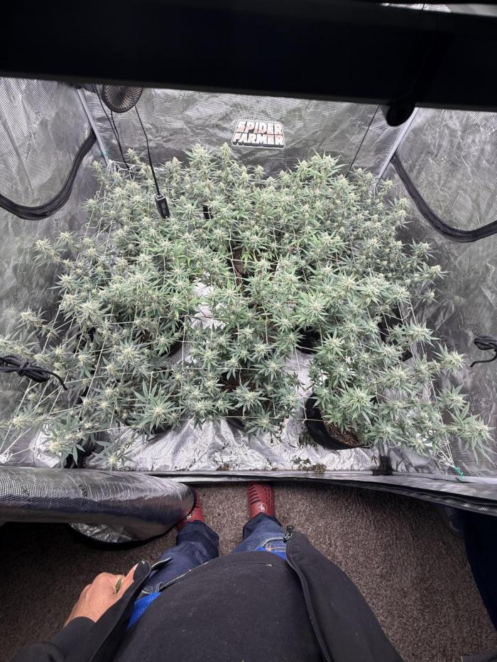 Butter wavez clones. Week 12