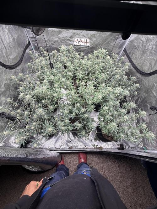 Butter Wavez. Week 12