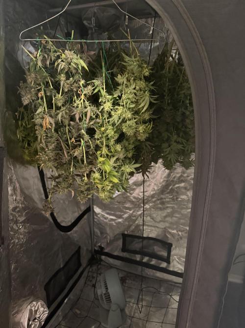 Glamorous Grapes. Week 17