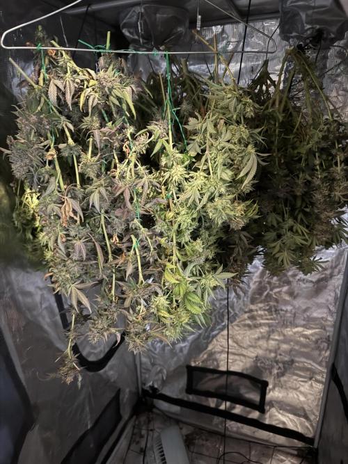 Hella Jelly. Week 16
