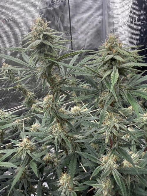 Butter wavez clones. Week 13