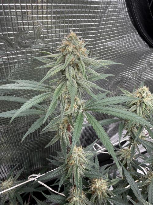 Butter wavez clones. Week 13
