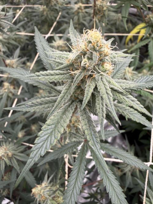 Butter wavez clones. Week 13