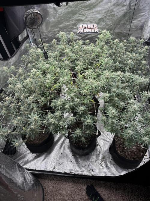 Butter wavez clones. Week 13