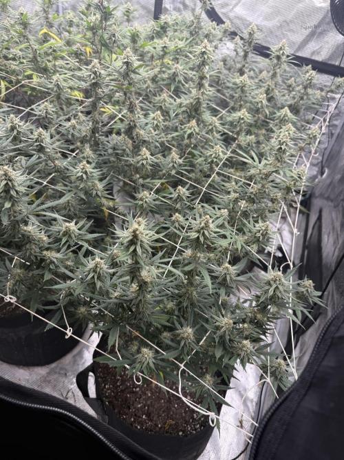 Butter wavez clones. Week 14